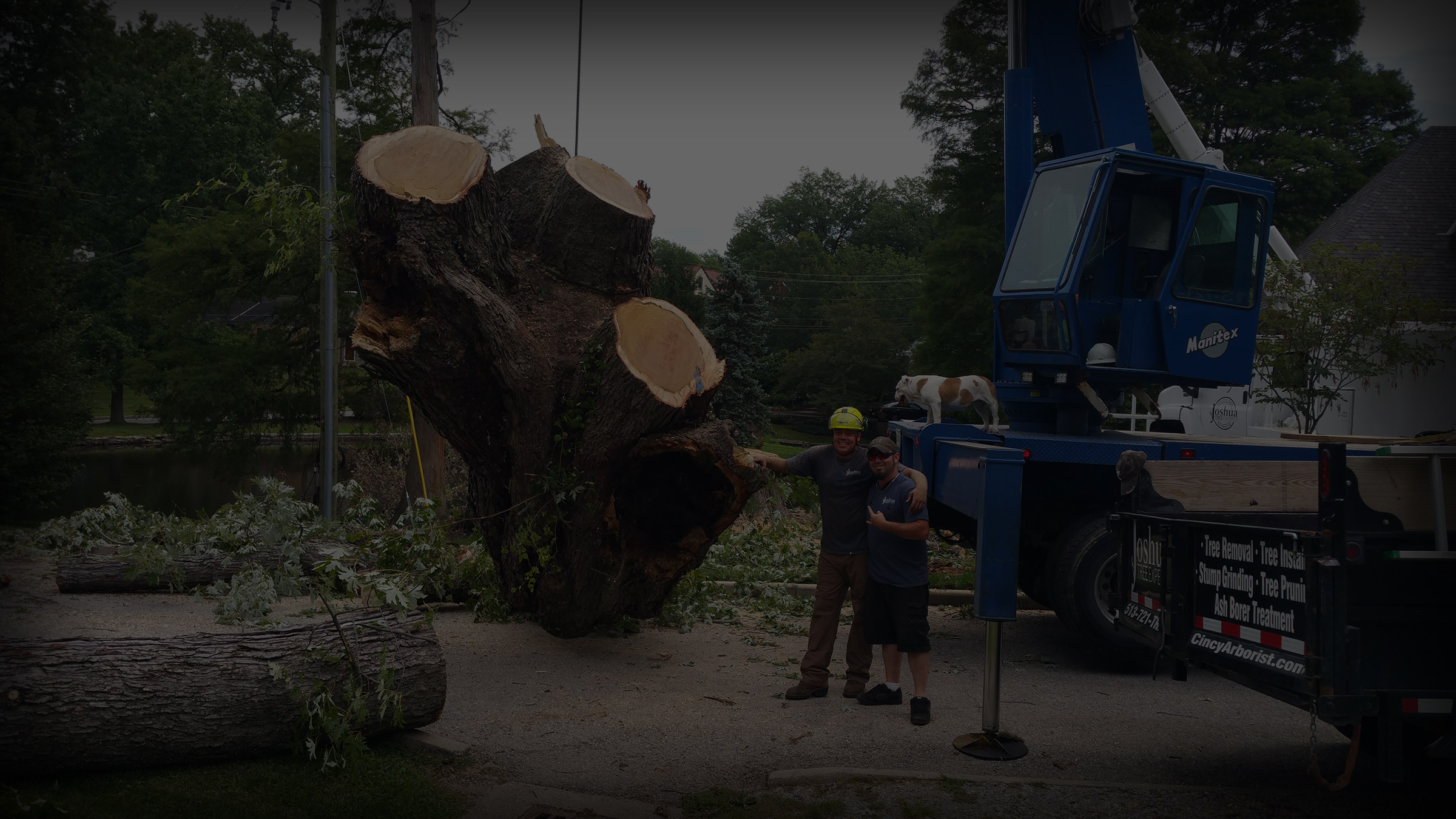 tree VA Covington chaska removal,